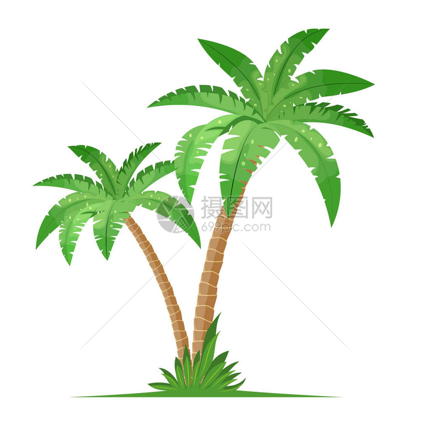 白色背景上孤立的热带棕榈树椰子树图片