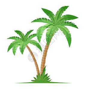 白色背景上孤立的热带棕榈树椰子树背景图片