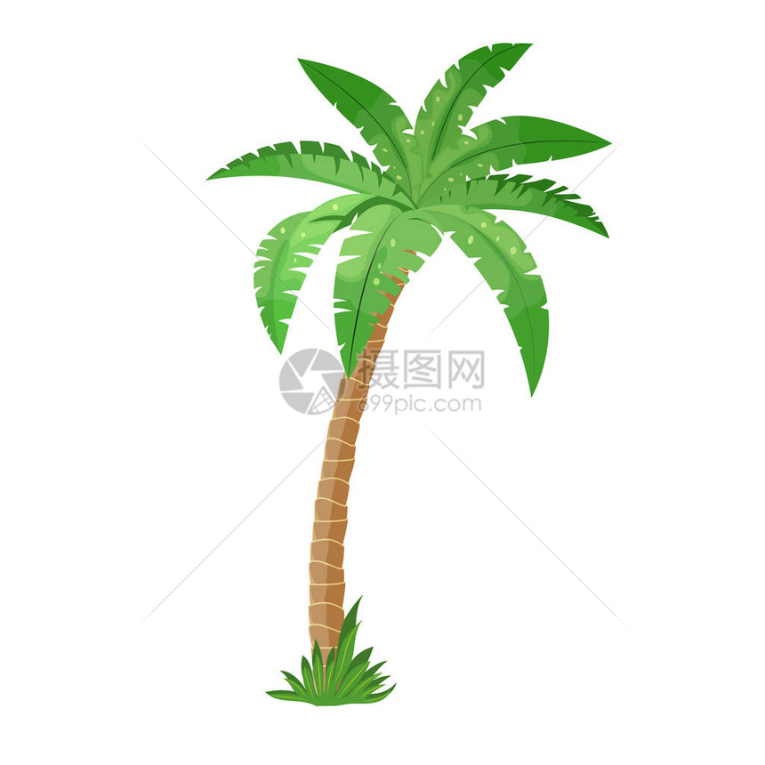 白色背景上隔绝的棕榈树戈科努特树图片