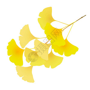 Ginkgo秋叶图片