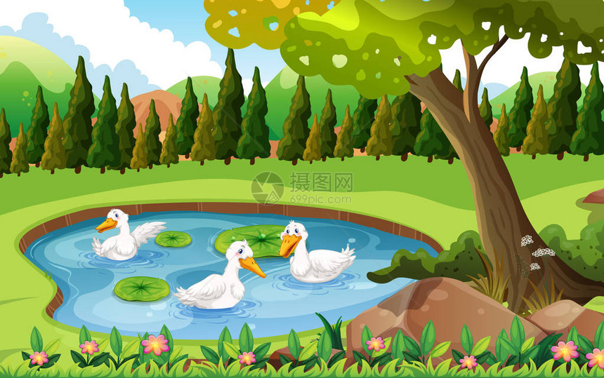 三只鸭子在池塘里插画图片