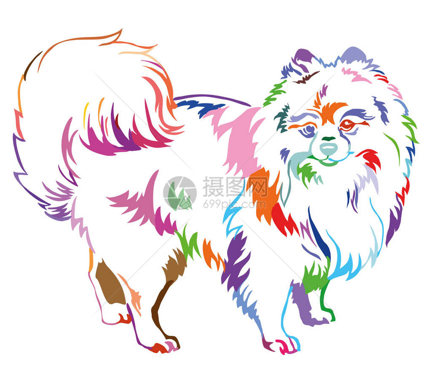 在描述狗品种SpitzPomeranian中站立的装饰式肖像图片