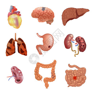 一系列人体解剖部分肝胃脑结肠毒气插图插画