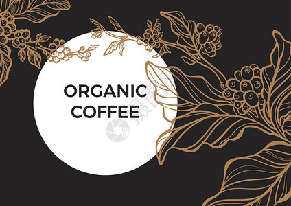 香酥黄金豆含有叶子和天然咖啡豆的咖啡分枝插画
