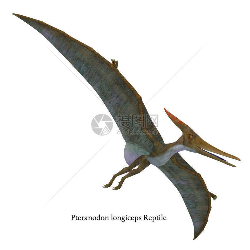 Pteranodon是一个飞行的食肉爬行动物生活在北美洲图片