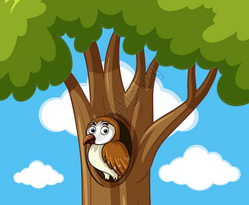 空心树插图中的眉鸮图片