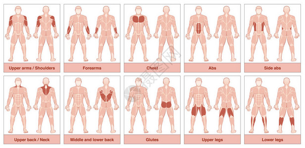 数字组图素材肌肉组图具有最大人体肌肉的男身体插画