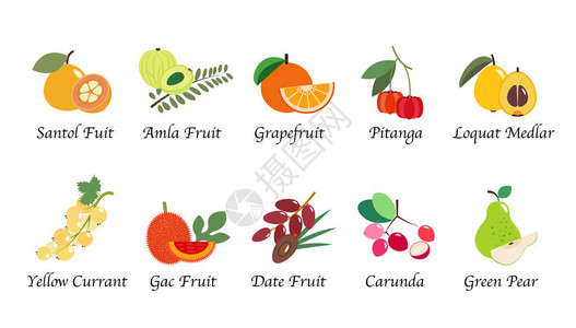 核加枣有机自然健康组织水果插画