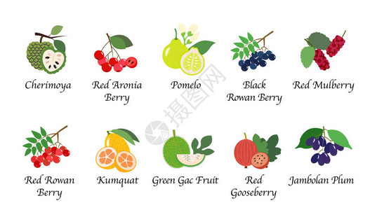 野樱莓有机自然健康组织水果插画