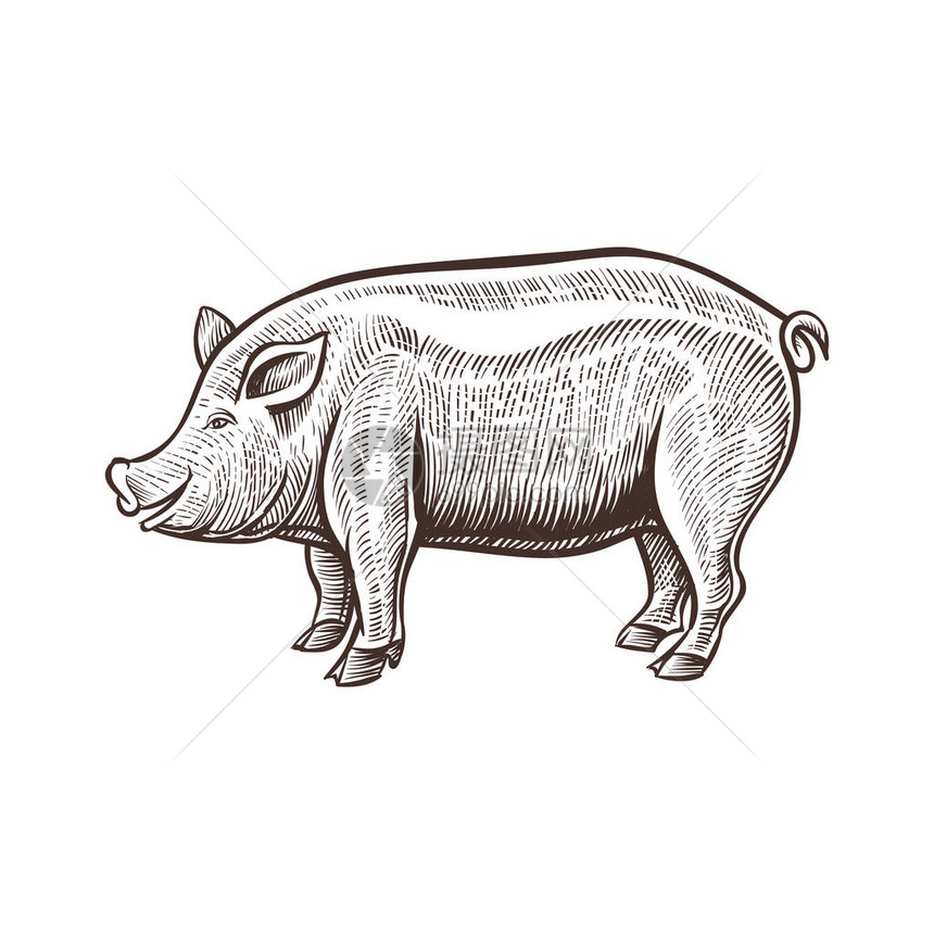 农猪动物草图白底的孤立古典风图片