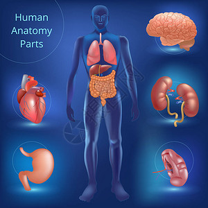 肝脏心脏肾肺胃脑结肠蛋白肠插图等一系列图片