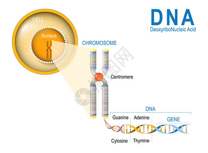 细胞染色体DNA和基因细胞结构DNA分子是双螺旋基因是一段编码特定蛋白质的DNA背景图片