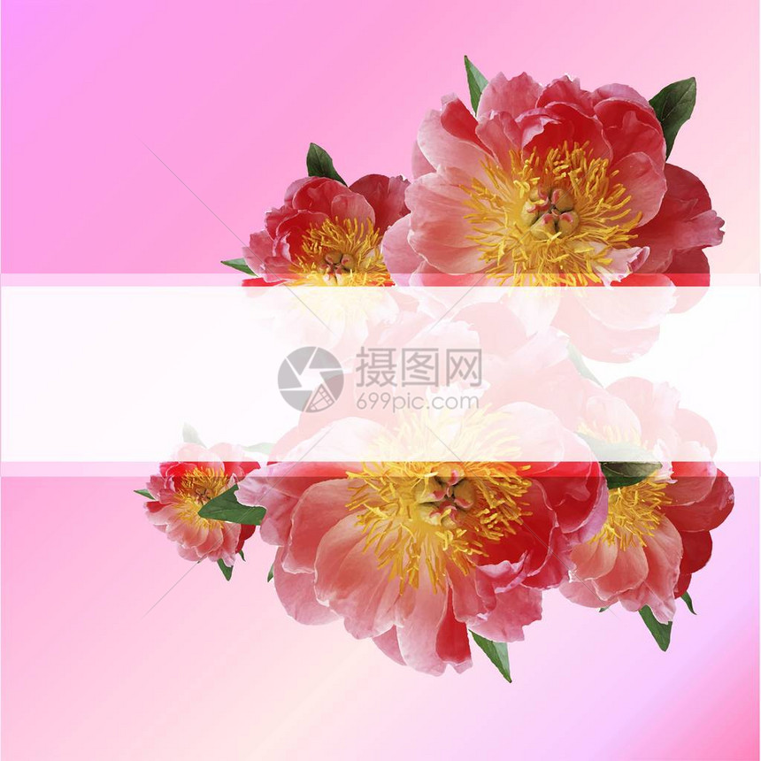 可爱的愿望花卉矢量设计框架野玫瑰牡丹绣球花粉红色和黄色的花朵水平图片