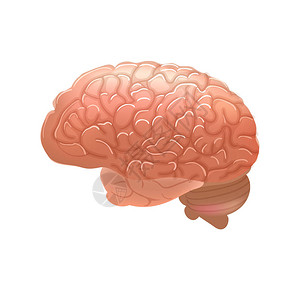 人体解剖部分脑部图片