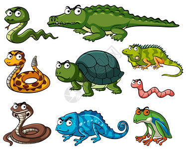 不同种类的爬行动物插图图片