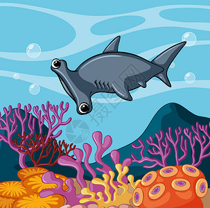 双髻鲨在海洋插图下游泳图片