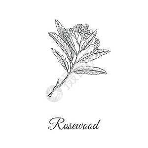 Rosewoodskech手绘玫瑰木矢量说明Anibaroosaeodor背景图片