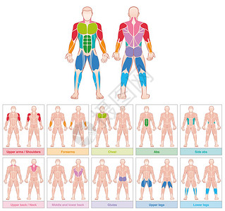 肌肉群具有最大人体肌肉的图表十个彩色标签卡白色背景上的图片