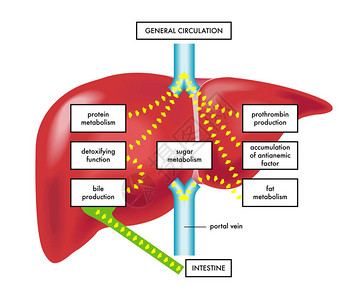 肝功能矢量图图片