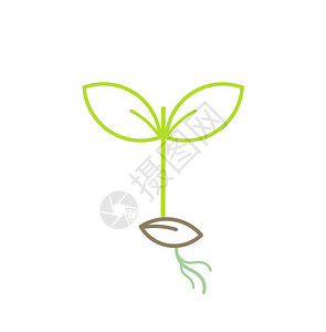 绿色植物幼苗线图图片