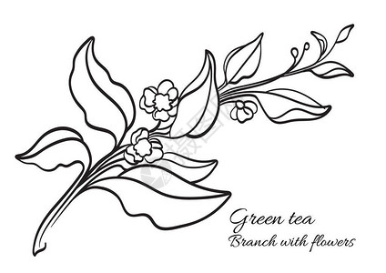 鲜花茶素材叶子和鲜花茶树枝插画