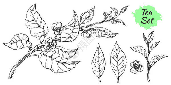 叶子和鲜花茶树枝插画