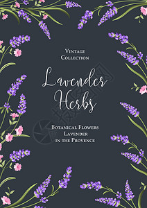 法国夏尔普斯植物花卉海报书法标志在蓝色背景的薰衣草香与薰衣草樱花和玫瑰花夏花深色背景上的花卉插画