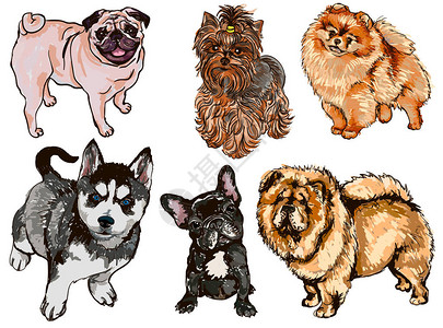 约克夏梗犬配有不同品种狗的多彩插插画