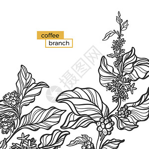 带有叶子和天然咖啡豆的咖啡树黑枝模板有机产品剪影图片