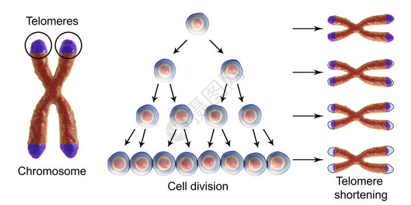 缩短与每轮细胞分单元设计图片