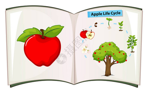 苹果生命周期图的书图片