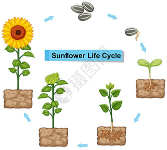 向日葵插图显示生命图片
