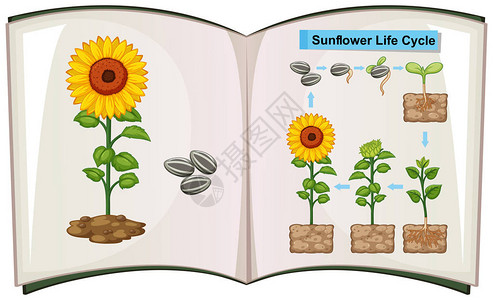 显示向日葵生命周期图图片