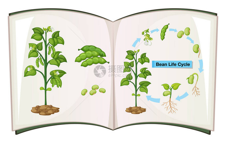 豆子生命周期图解书图片