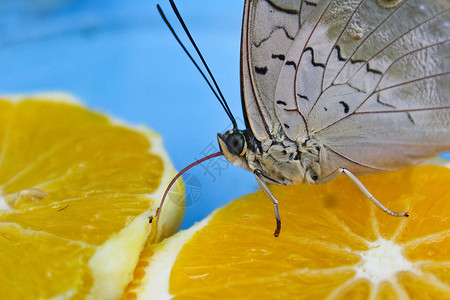 大灰蝶用舌头吃橙子图片
