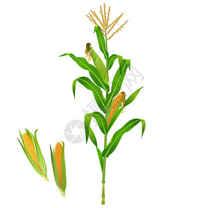 白色背景上的玉米植物图片