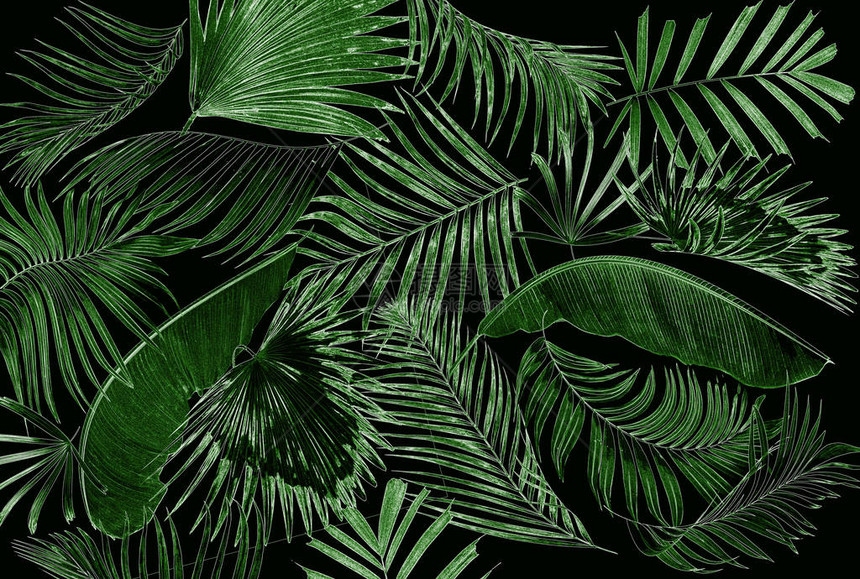 棕榈树叶背景图片