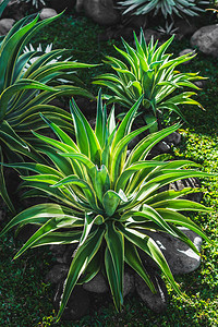 加瓦巴厘岛花园的热带绿色植物插画