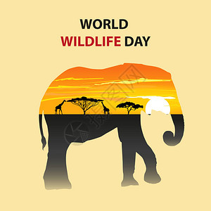 世界野生动物日图片