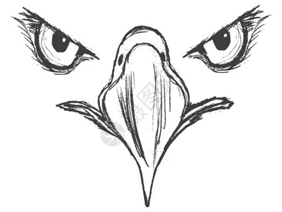 鹰的矢量素描手绘插图图片