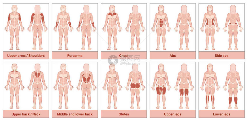 肌肉群图表具有最大人体肌肉的女身体图片