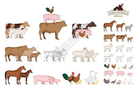 紫燕百味鸡在白色上隔离的病媒农场动物插画