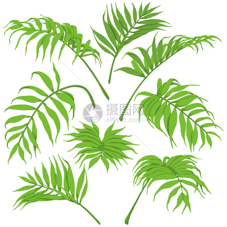 棕榈峰在白色背景中被孤立绿叶设置了顶部视图和侧面视图矢图片