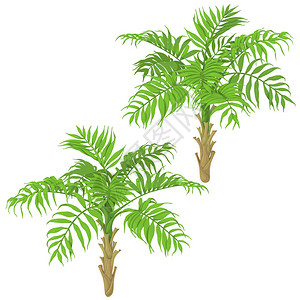 白色背景的年轻棕榈树热带植物图片