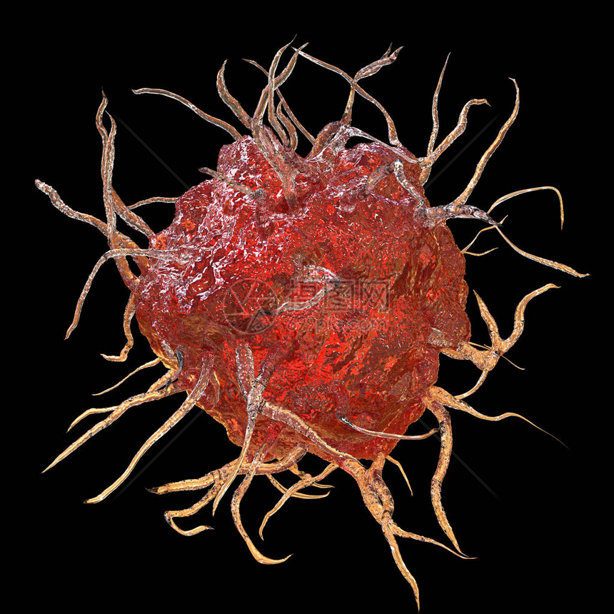 Dendritic细胞以黑色背景隔离的抗原呈现免疫细胞图片