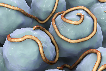 蛇精病肠胃中的螺旋线虫引起肠内丝虫的蠕虫插画
