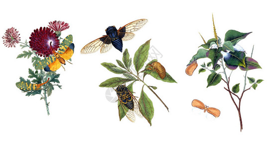 公有领域昆虫自然历史的缩影本斯利插画