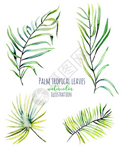 斯托莫纳水彩棕榈热带绿色树枝插图插画