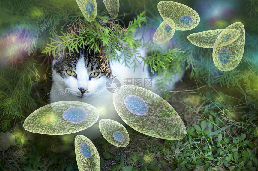 Toxoplasmagondi认识概念图像3D插图显示托xoplasmaTahyzoites和猫是寄生图片