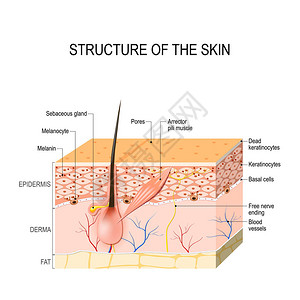 健康的人类皮肤毛发囊细胞结构和层图片